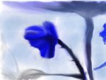 Fade Blue Roses.jpg