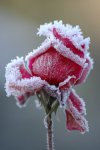 Winter-Roses300x451.jpg