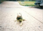iguana.jpg