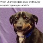 if-you-are-having-a-bad-day-these-35-dog-memes-will-make-your-day-so-much-better-01-25.jpg
