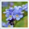 forgetmenots