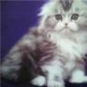 CrazyCatLady